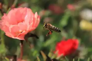 梦见踩蜜蜂，梦见踩蜜蜂