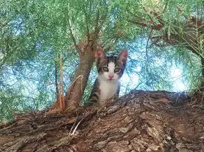 梦见猫叫，深夜的神秘呼唤与内心的探索之旅，梦见猫叫