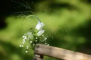 梦见茄子树上结满了茄子，梦见茄子树上结了很多茄子