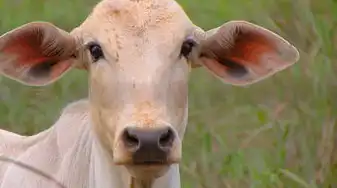 生肖牛出生时辰运势解析，揭秘不同时辰牛宝宝的命运走向，生肖牛出生时辰运势