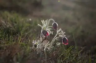 皓字的五行属性解析，皓五行属性是什么