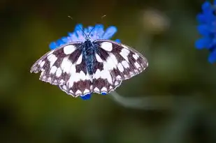 梦见小花猫的寓意，解读梦境中的神秘小生灵，梦见小花猫是什么意思