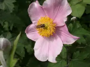 梦回洋槐花，梦见洋槐花