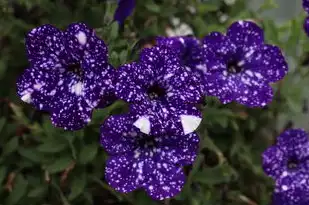 梦见蓝色花朵，探寻梦境中的奇异世界与深层寓意，梦见蓝色花朵