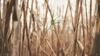 草五行之奥秘，草五行什么