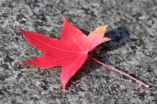 枫的五行，揭秘枫叶背后的五行奥秘，枫的五行