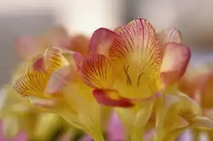 金牛座与白羊座的日期及性格特征，金牛座是几月几号白羊座的