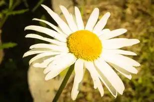 处女座女今日运势，明媚天空下的独特光芒，处女座女今日运势