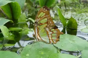 探寻孔雀石五行奥秘，古人的智慧与现代的启示，孔雀石五行