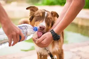 水狗鼠年运势解析，运势旺盛，财源滚滚，水狗鼠年运势