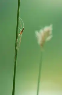 广的五行属性探究，五行文化中的广阔寓意，广的五行属性是什么