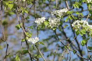 梦见背棉花，轻纱背后的自我探寻，梦见背棉花