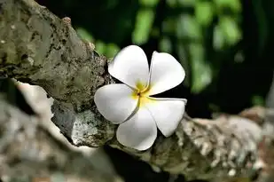 天秤座与射手座的浪漫邂逅，当理性与自由碰撞出火花，天秤座对射手座动情