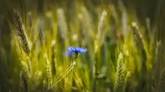 4月出生的双子座，多才多艺，充满活力的春日使者，4月出生的双子座