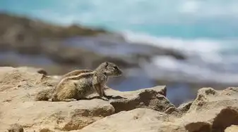 梦见满地老鼠，揭秘梦境背后的神秘寓意，梦见满地老鼠