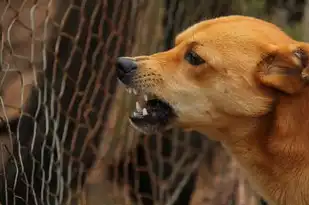 梦见猫咬死老鼠，探寻梦境深层的象征意义，梦见猫咬死老鼠