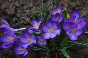 属马天蝎座男生，激情与神秘并存的独特魅力，属马天蝎座男生性格特点