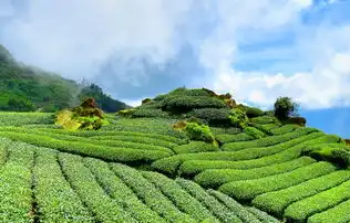 梦回茶香，一场关于茶叶的奇幻之旅，梦见茶叶