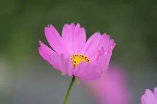 探索婌的五行奥秘，婌的五行