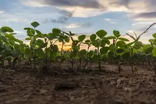 梦见植物快速生长的奇妙体验，梦见植物快速生长