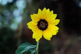 天秤座与双鱼座的浪漫邂逅，兼容并蓄，爱情甜蜜如蜜糖，天秤座适合和双鱼座在一起吗