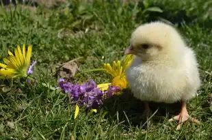 属猪4月运势，运势回升，好运连连，属猪4月运势