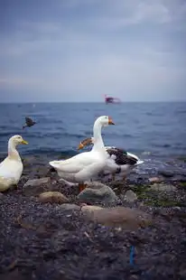 五行火鸡，神秘生物与奇幻世界，五行火鸡