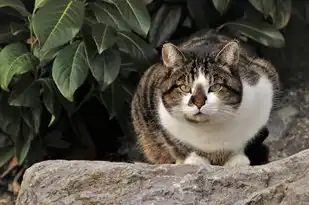 梦见小猫生的奇妙幻想之旅，梦见小猫生