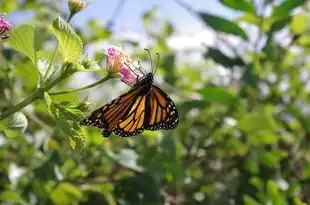 梦中花缺水，解读梦境背后的深层含义，梦见花缺水