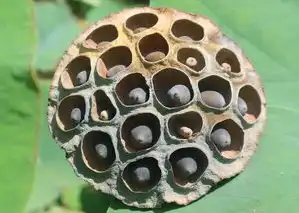 梦中莲花座，探索梦境中的菩萨形象及其深层寓意，梦见菩坐莲