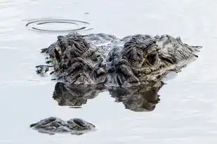 梦见鳄鱼，揭秘梦境中的神秘生物，梦见鳄鱼