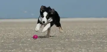 孕晚期梦见蛇，预示着即将临盆的征兆吗？孕晚期梦见蛇快生了吗