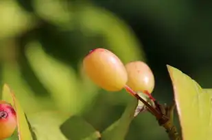 秋季五行属什么——探索自然之韵，解读五行之秘，秋季五行属什么