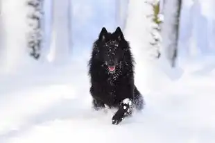 孕妇梦见鱼与狗，神秘的象征与深思，孕妇梦见鱼和狗