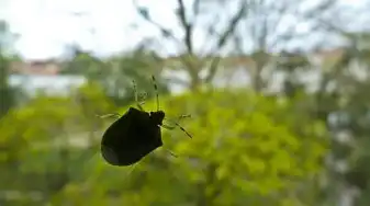 雨中伞下的漫步，梦境中的心灵之旅，梦见打伞在雨中行走