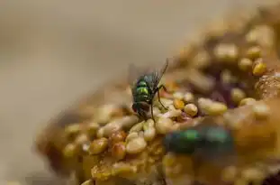 梦境中的害虫，揭秘潜意识中的恐惧与渴望，梦见害虫