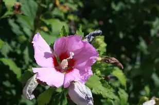 摩羯白羊星座配对，互补与碰撞的火花，摩羯白羊星座配对