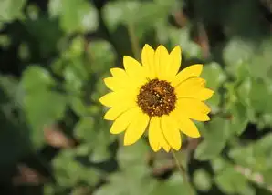 巨蟹座男今年桃花运，桃花盛开，爱情降临，巨蟹座男今年桃花运