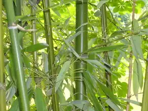 梦见大芦荟，梦见大芦荟