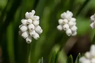 白羊座生日，探寻星座的起始日期，白羊座是几月几日生日