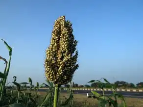 高粱与五行的奥秘，探寻传统智慧中的农业哲学，高粱五行