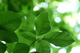 怡属于五行属木——探寻五行学说中的怡之奥秘，怡属于五行属什么