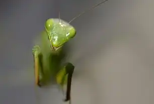 菩提梦语，菩提树下的心灵启示，梦见菩提树