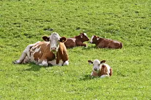 梦见骆驼肉，一场沙漠中的奇幻之旅，梦见骆驼肉