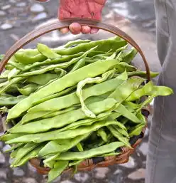 梦见豆角，梦见豆角