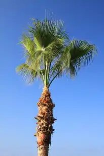 梦境中的凋零，植物枯萎背后的心理寓意，梦见植物枯萎了