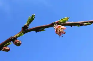 梦见桃子树，一场梦境的启示与象征意义，梦见桃子树