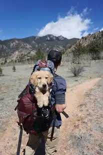 梦里的安心之旅，包始终未失，梦见包没丢