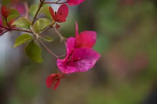 梦境奇缘，我与桂花树的奇幻邂逅，梦见栽桂花树