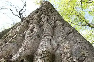 五行火生木，古老智慧中的生命律动，五行火生木